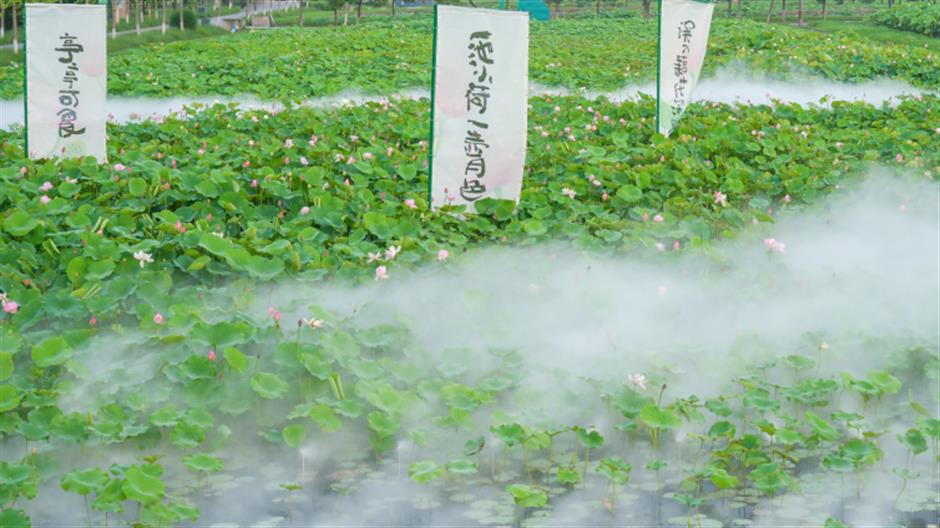 上海夏日避暑,首选绿意葱茏的郊野公园