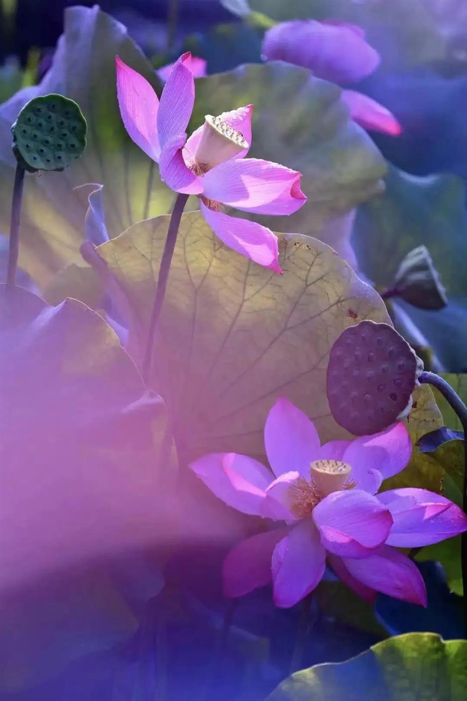 上海夏日避暑,首选绿意葱茏的郊野公园