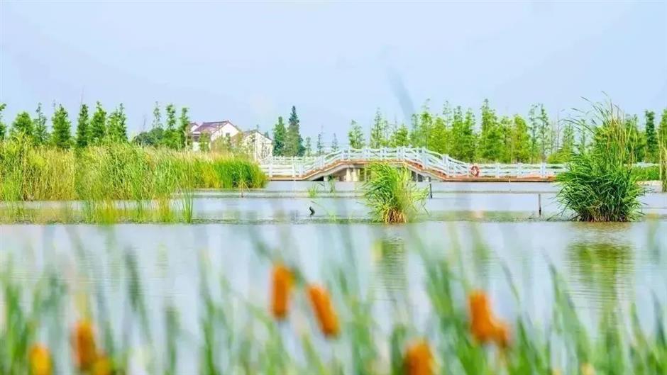 上海夏日避暑,首选绿意葱茏的郊野公园