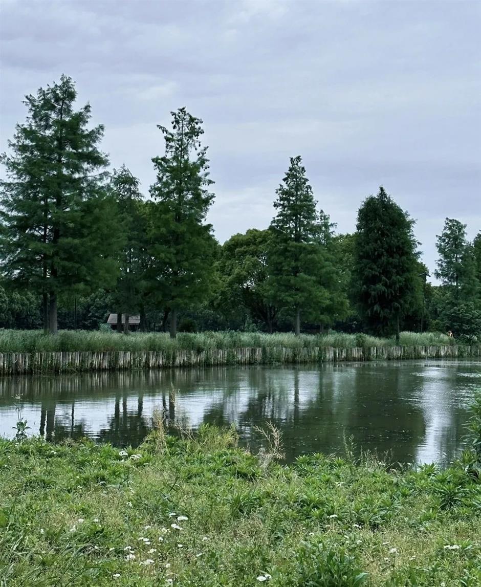 上海夏日避暑,首选绿意葱茏的郊野公园