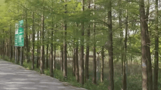 上海夏日避暑,首选绿意葱茏的郊野公园