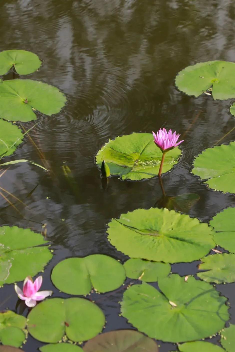 莫奈画笔下的睡莲花园,宝山就有!