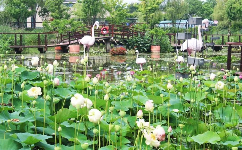 上海夏日避暑,首选绿意葱茏的郊野公园