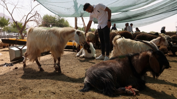 Iranians celebrate Eid al-Adha as annual Hajj ends - SHINE News