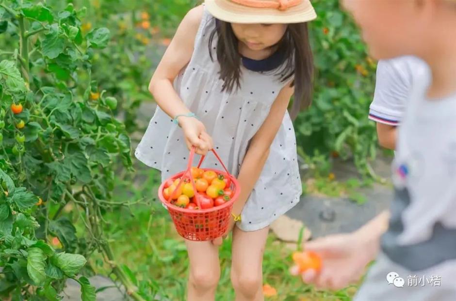 上海夏日避暑,首选绿意葱茏的郊野公园