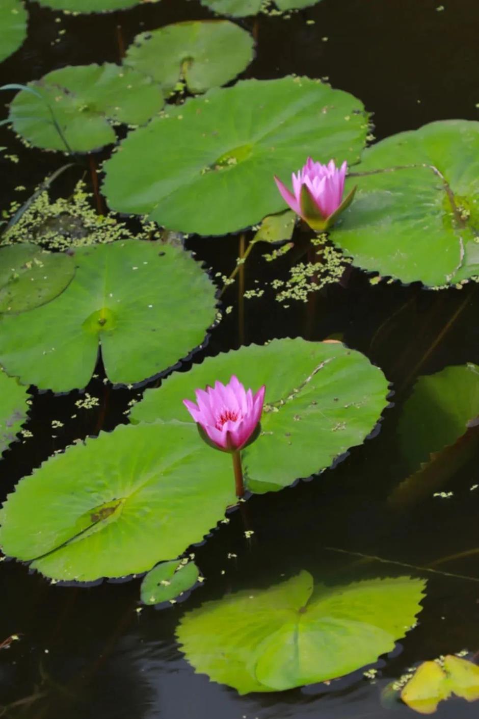 莫奈画笔下的睡莲花园,宝山就有!