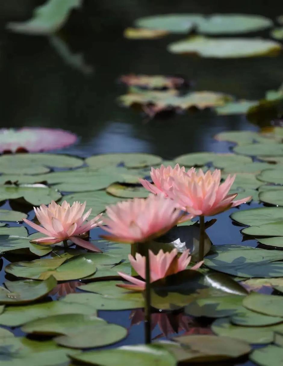 莫奈画笔下的睡莲花园,宝山就有!