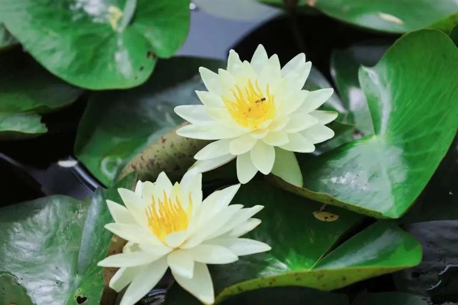 莫奈画笔下的睡莲花园,宝山就有!