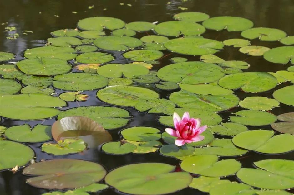 莫奈画笔下的睡莲花园,宝山就有!