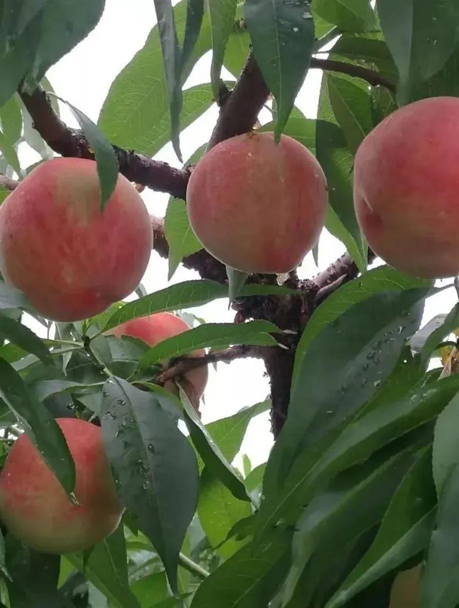 上海夏日避暑,首选绿意葱茏的郊野公园