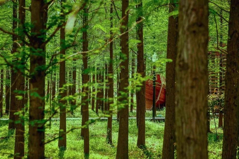 上海夏日避暑,首选绿意葱茏的郊野公园