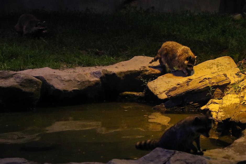 Here's how to find out what wild animals get up to at night