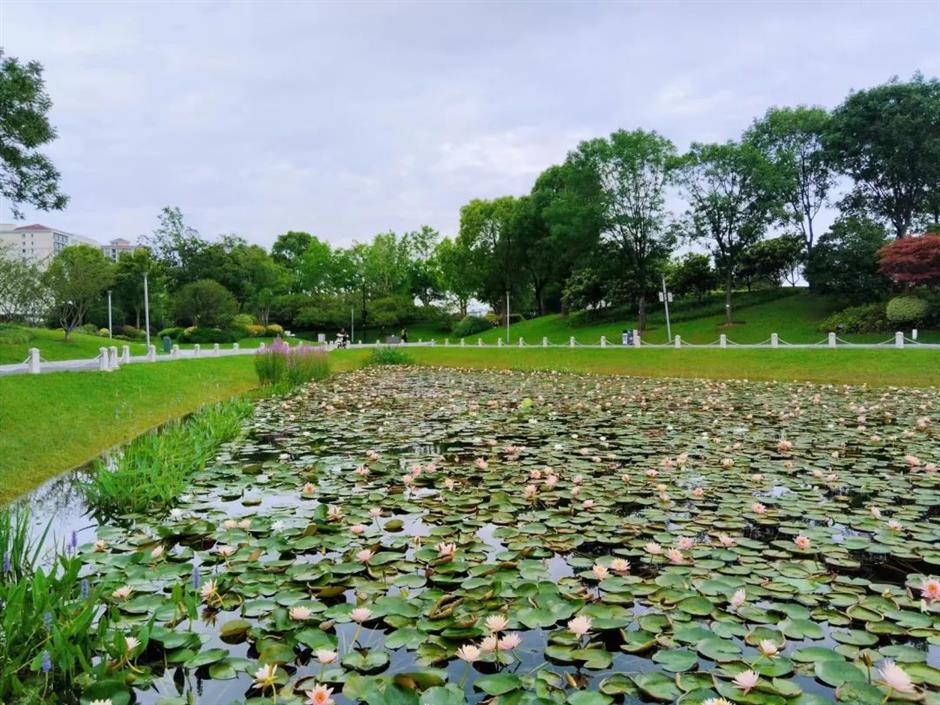 荷花公园
