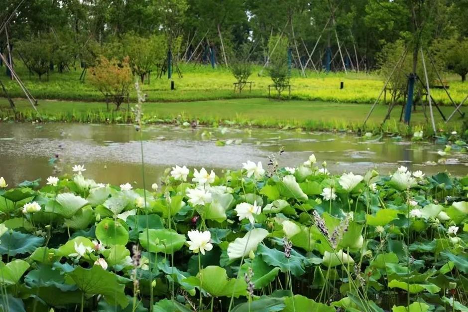 荷花公园