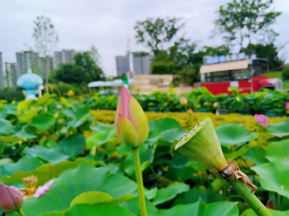 荷花公园