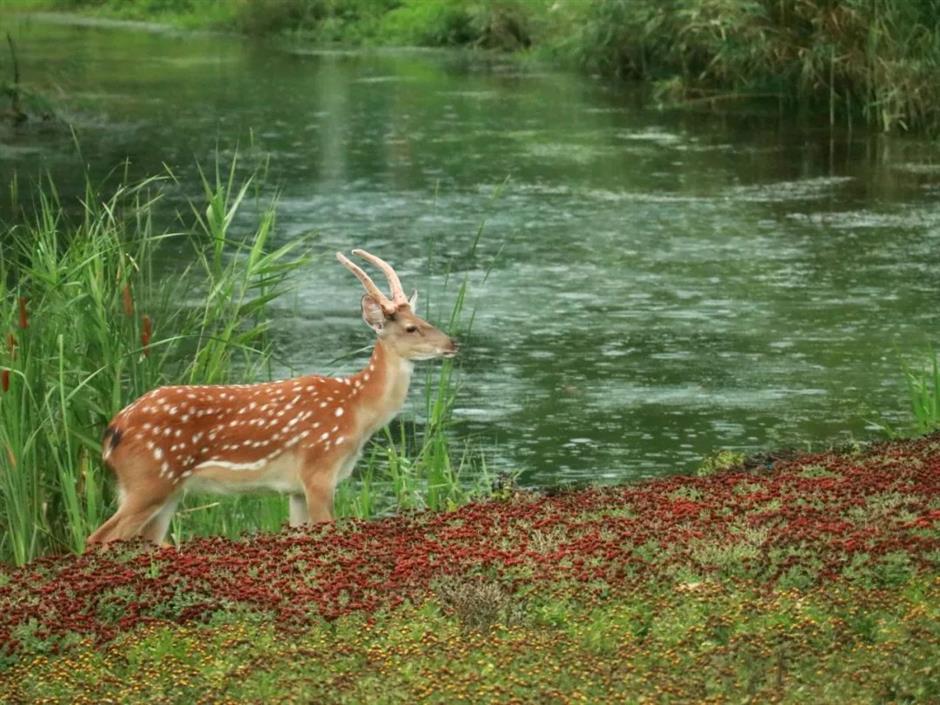 限定免费!相约来一场森林奇妙游吧