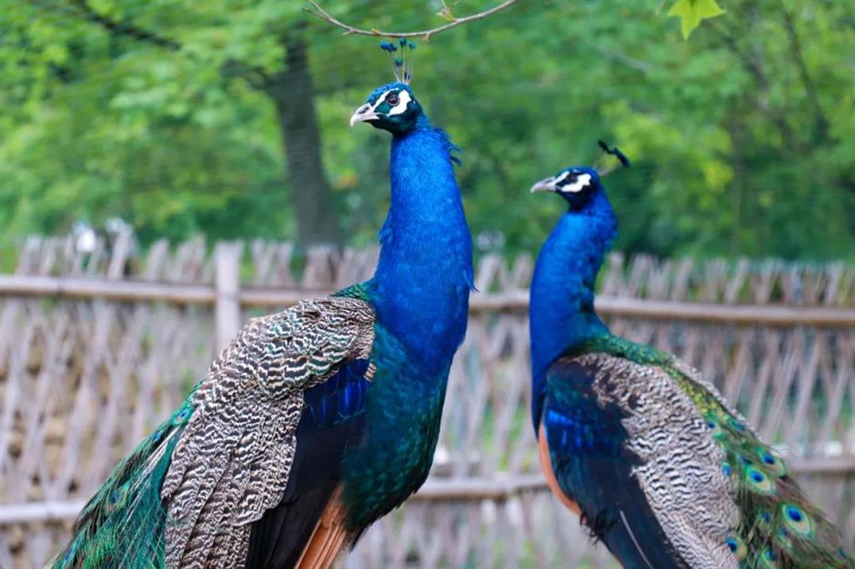 限定免费!相约来一场森林奇妙游吧