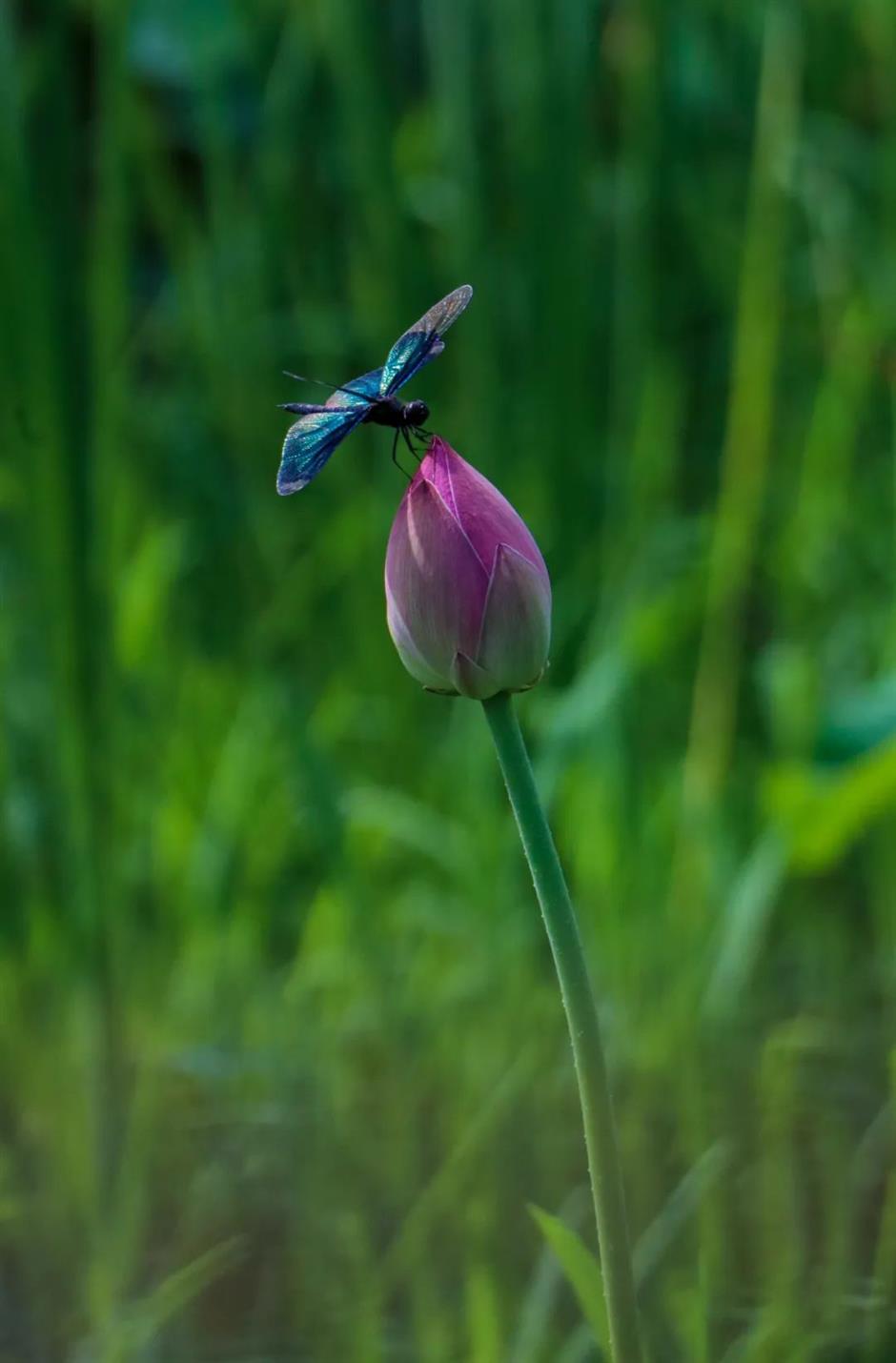 限定免费!相约来一场森林奇妙游吧