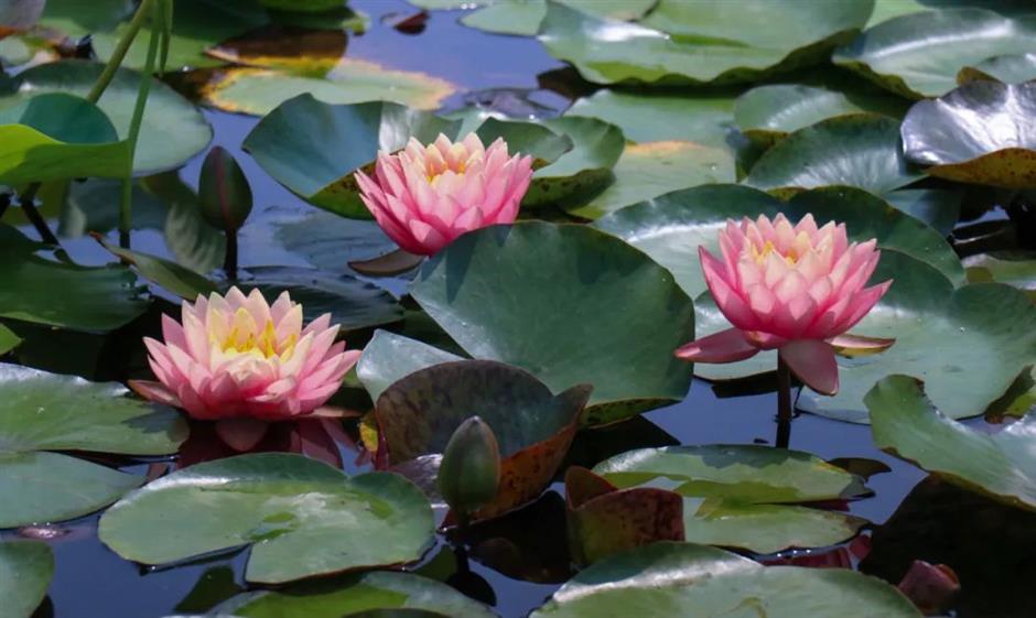 限定免费!相约来一场森林奇妙游吧