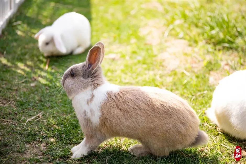 限定免费!相约来一场森林奇妙游吧