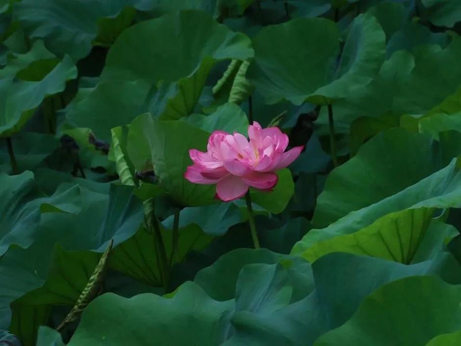 满池夏意浓,上海这些赏荷打卡地你知道吗?