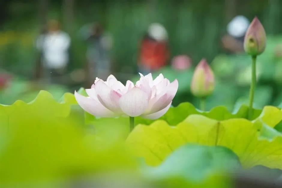 满池夏意浓,上海这些赏荷打卡地你知道吗?