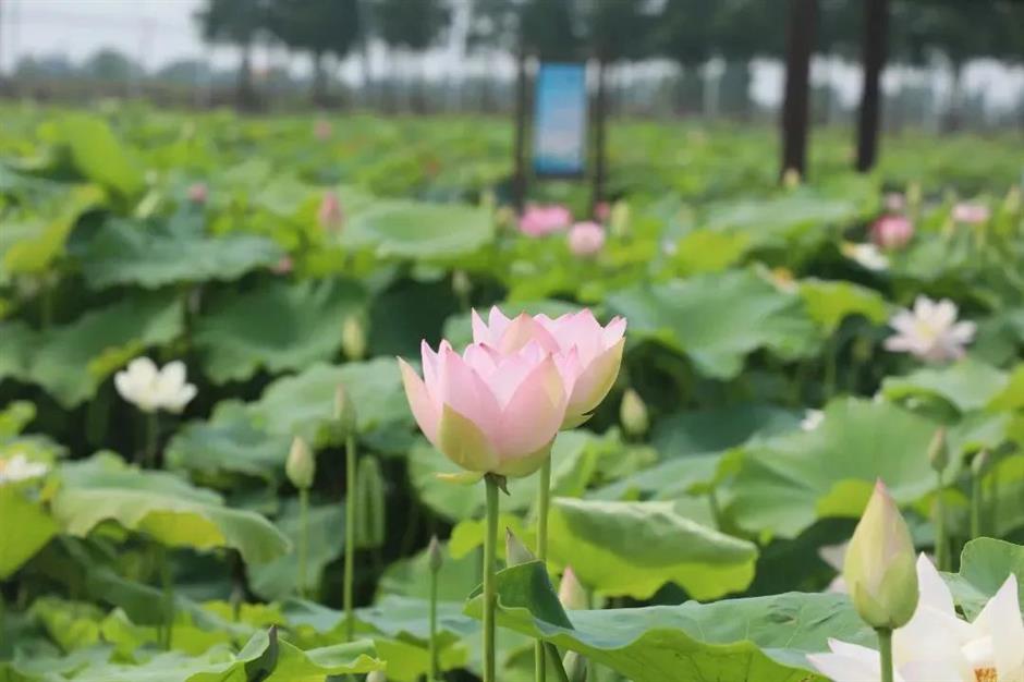 满池夏意浓,上海这些赏荷打卡地你知道吗?