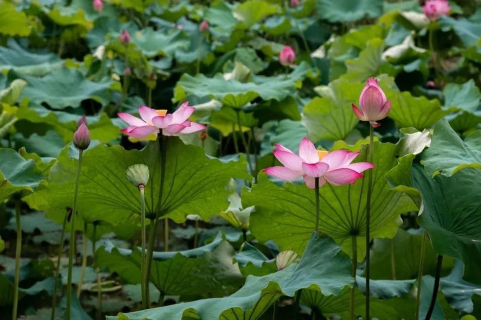 满池夏意浓,上海这些赏荷打卡地你知道吗?