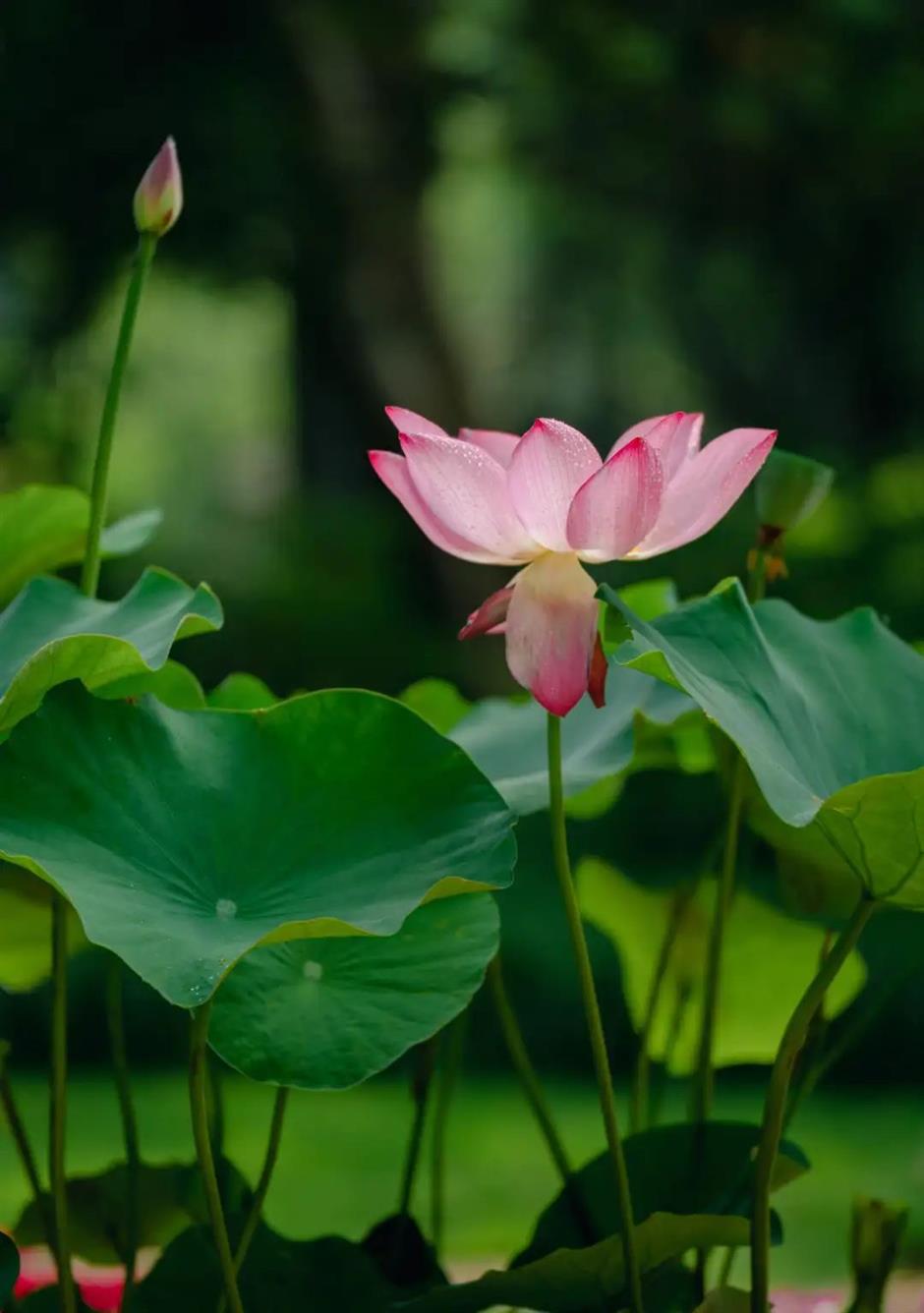满池夏意浓,上海这些赏荷打卡地你知道吗?