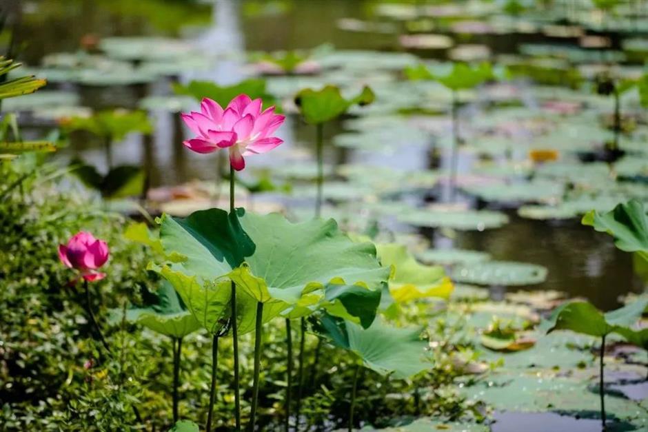 满池夏意浓,上海这些赏荷打卡地你知道吗?