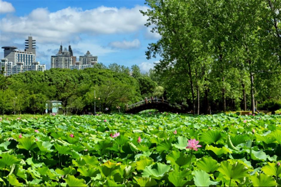 满池夏意浓,上海这些赏荷打卡地你知道吗?