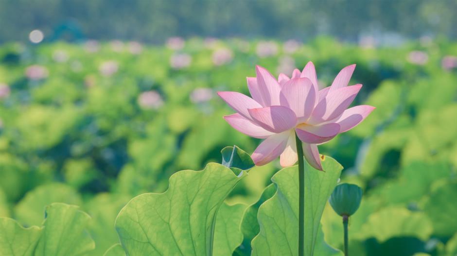 满池夏意浓,上海这些赏荷打卡地你知道吗?