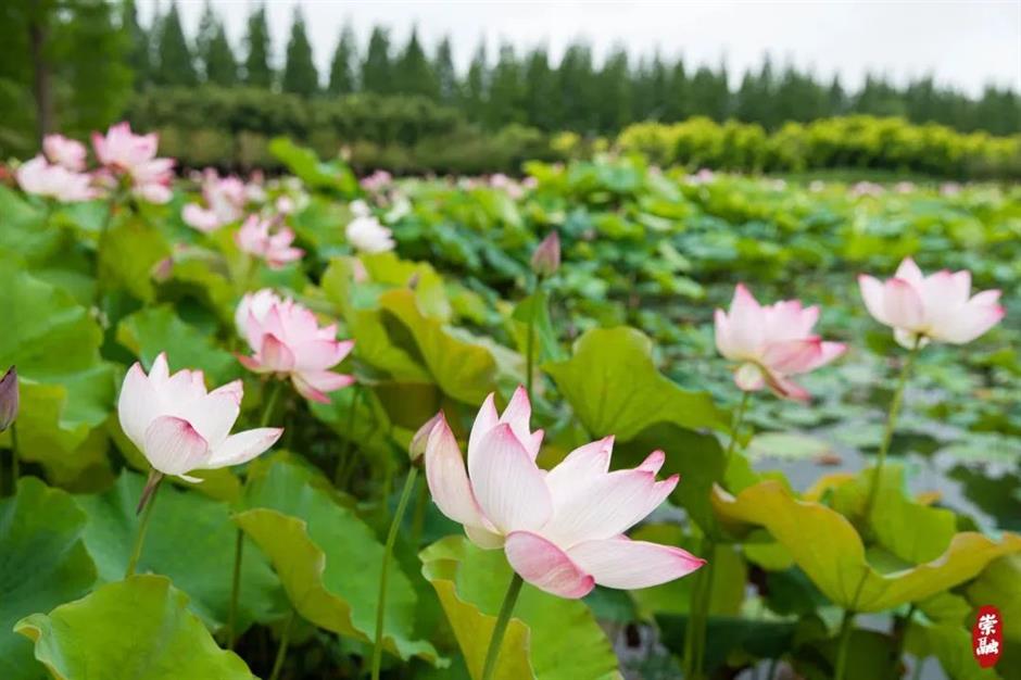 满池夏意浓,上海这些赏荷打卡地你知道吗?