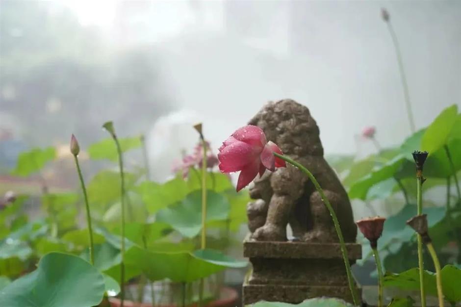 满池夏意浓,上海这些赏荷打卡地你知道吗?