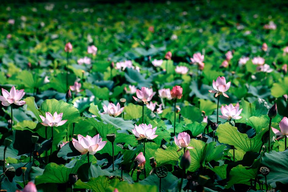 满池夏意浓,上海这些赏荷打卡地你知道吗?