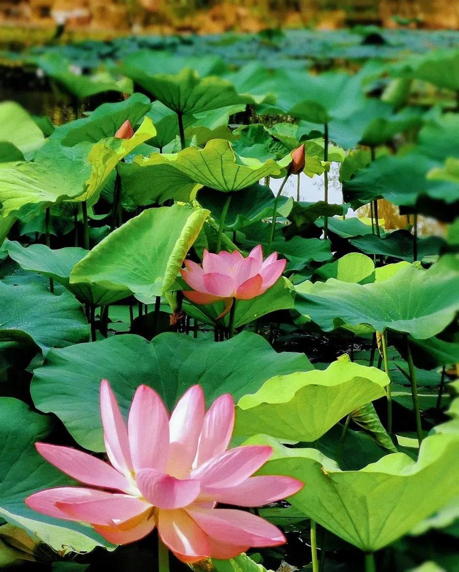 满池夏意浓,上海这些赏荷打卡地你知道吗?