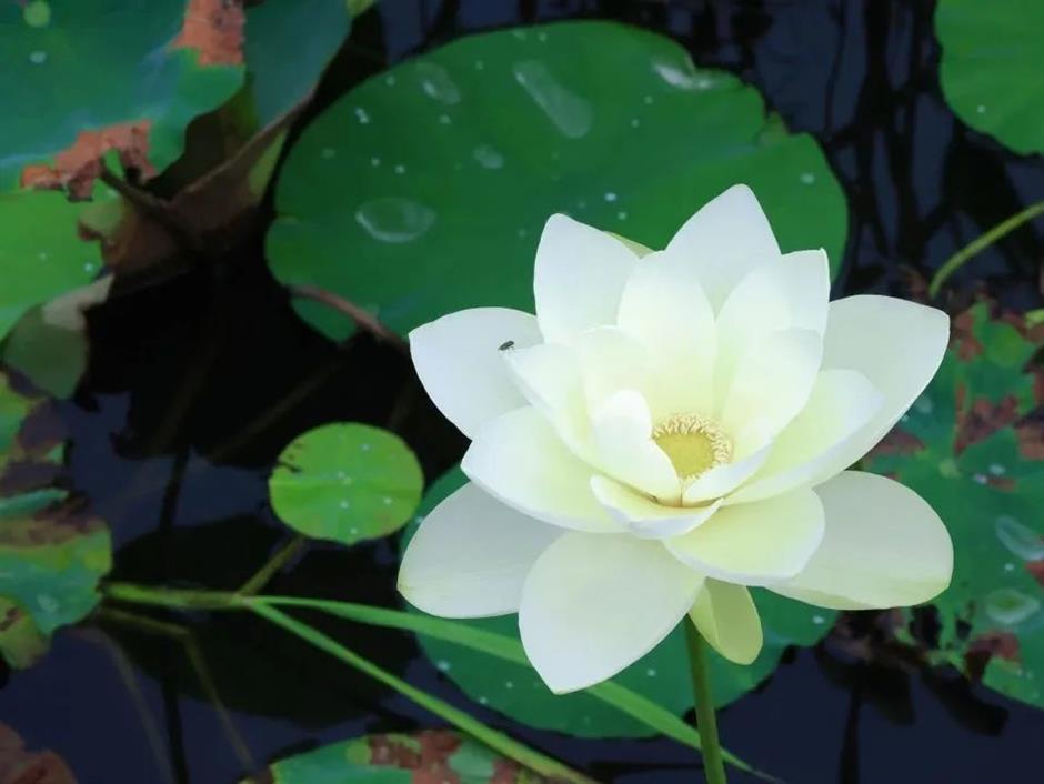 满池夏意浓,上海这些赏荷打卡地你知道吗?