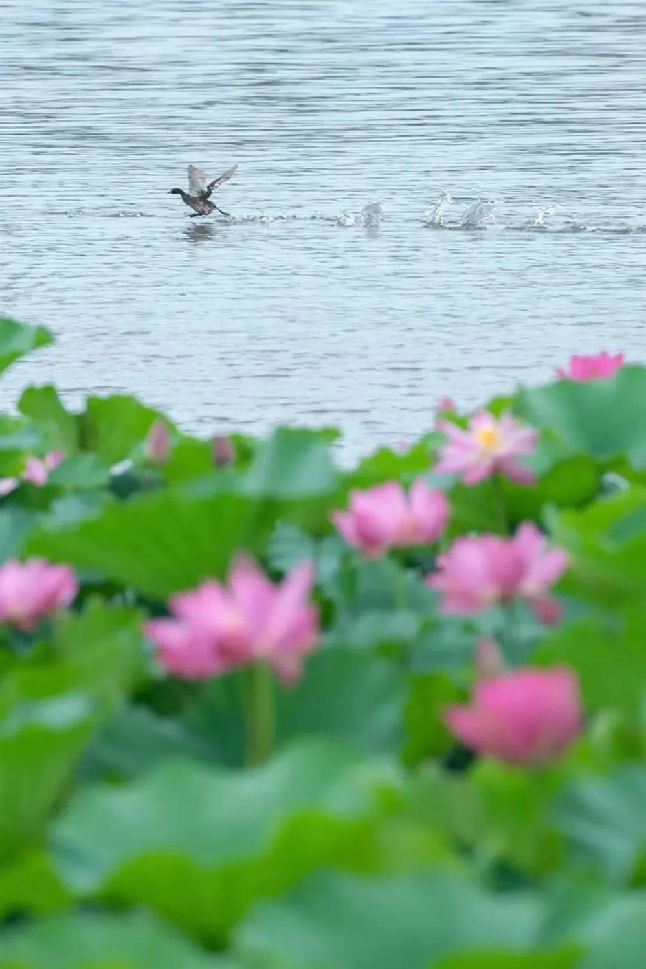 满池夏意浓,上海这些赏荷打卡地你知道吗?