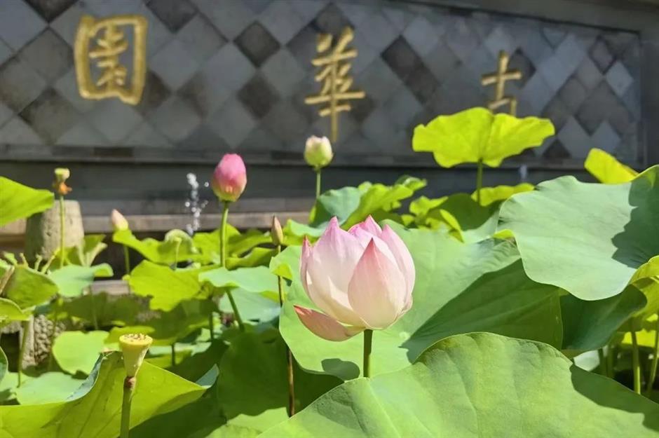 满池夏意浓,上海这些赏荷打卡地你知道吗?