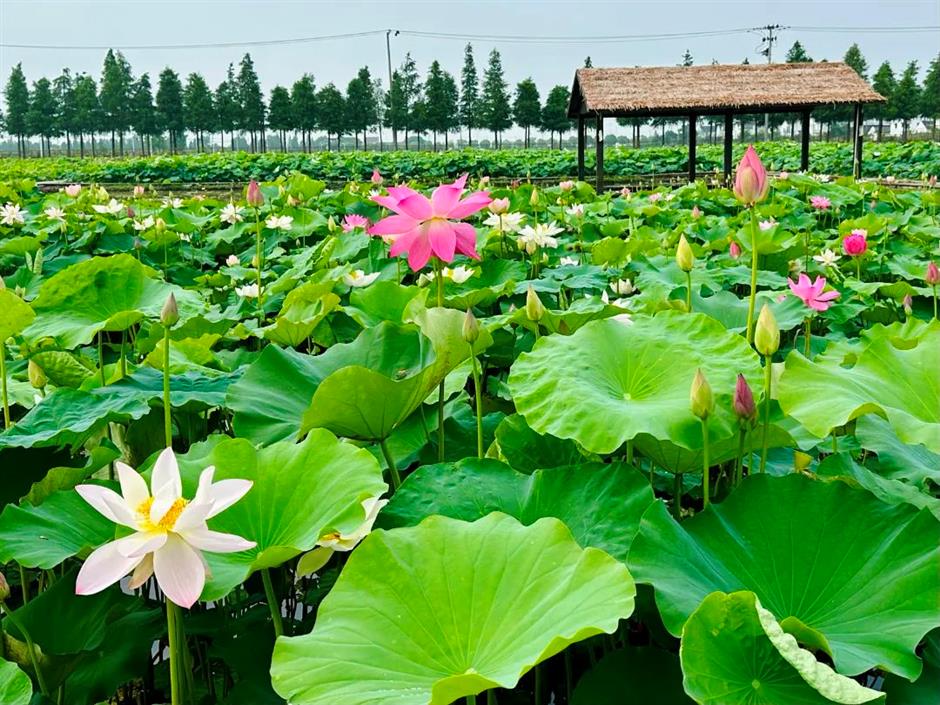 满池夏意浓,上海这些赏荷打卡地你知道吗?
