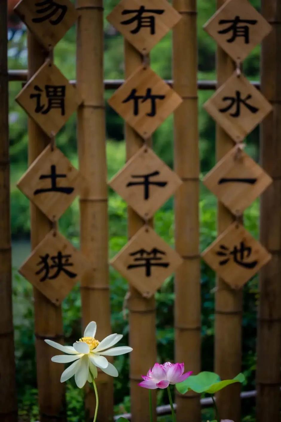 满池夏意浓,上海这些赏荷打卡地你知道吗?