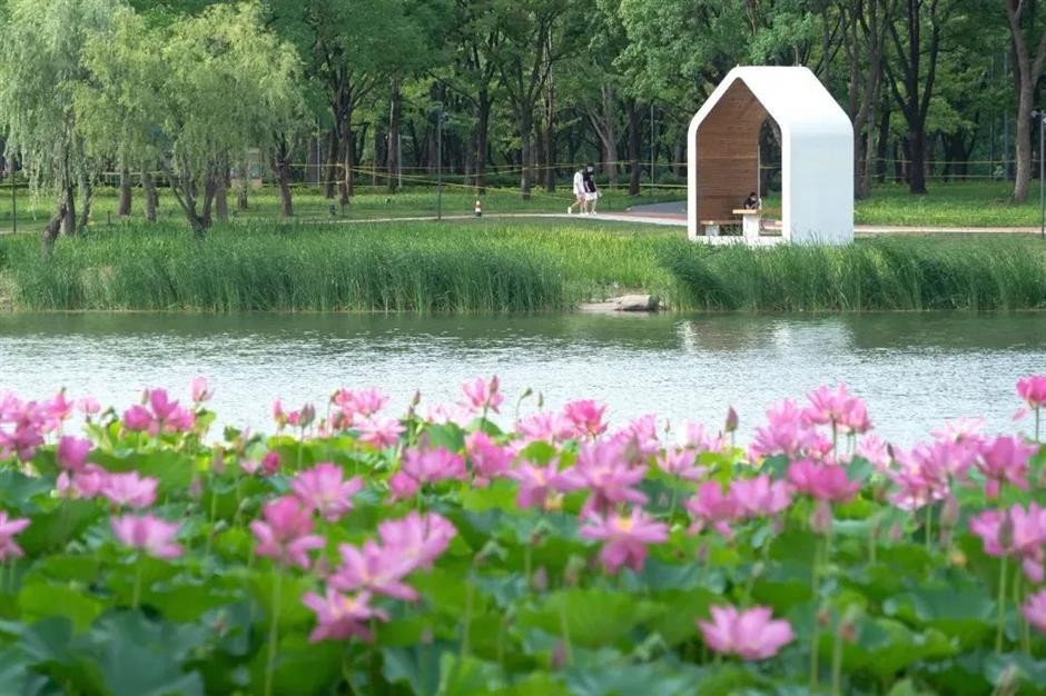 满池夏意浓,上海这些赏荷打卡地你知道吗?
