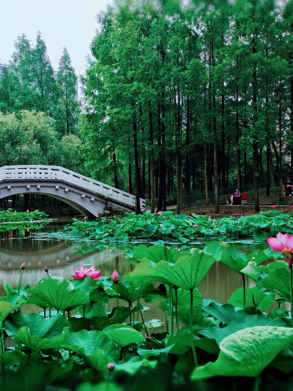 满池夏意浓,上海这些赏荷打卡地你知道吗?