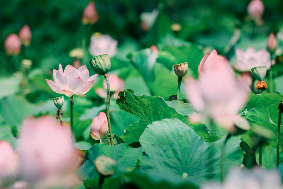 满池夏意浓,上海这些赏荷打卡地你知道吗?