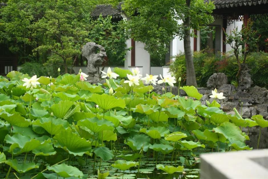 满池夏意浓,上海这些赏荷打卡地你知道吗?