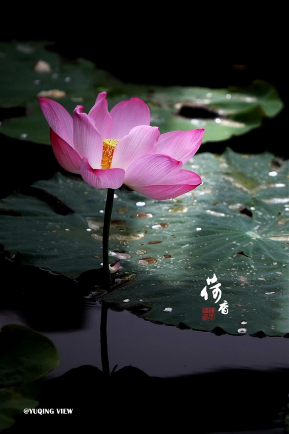 满池夏意浓,上海这些赏荷打卡地你知道吗?