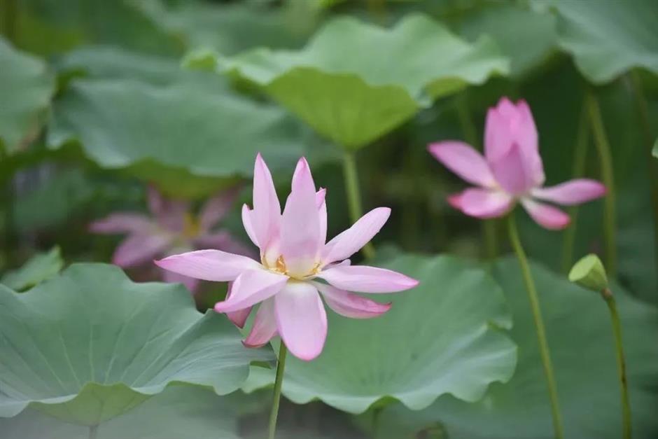 满池夏意浓,上海这些赏荷打卡地你知道吗?