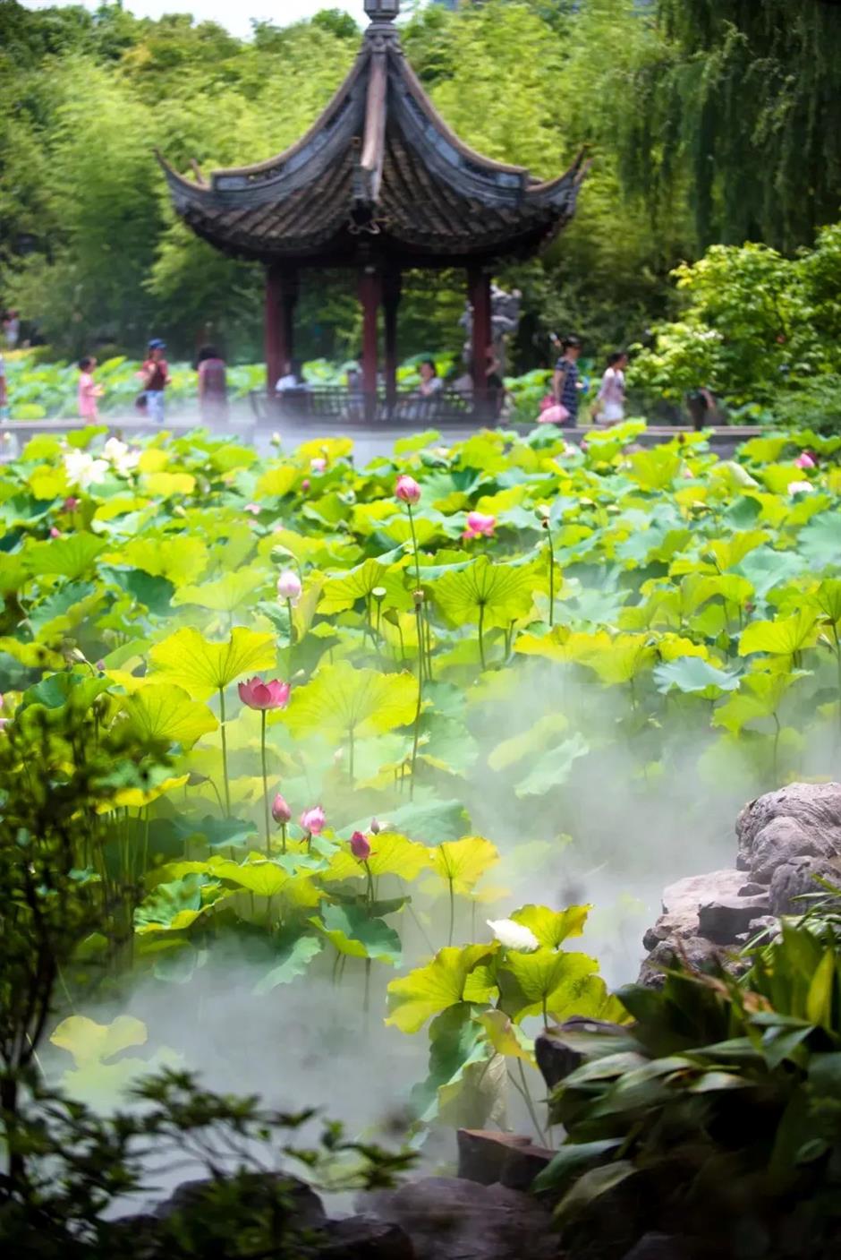 满池夏意浓,上海这些赏荷打卡地你知道吗?