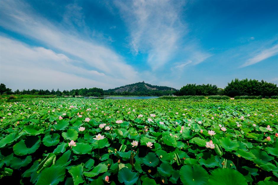满池夏意浓,上海这些赏荷打卡地你知道吗?