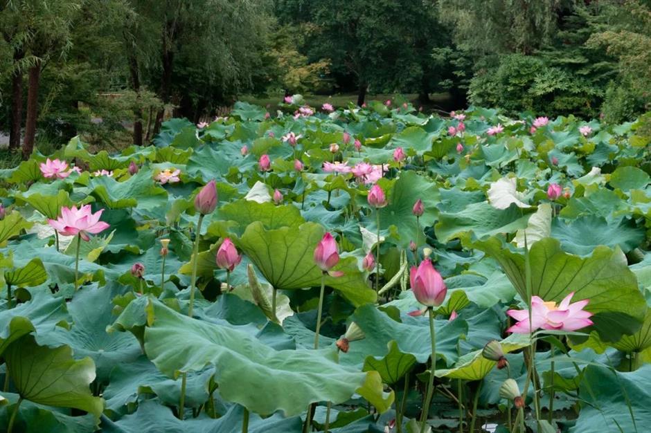 满池夏意浓,上海这些赏荷打卡地你知道吗?